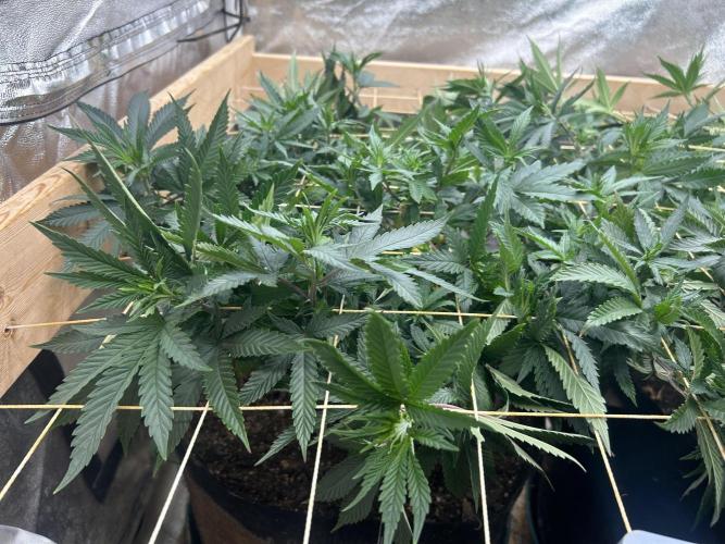 WSE - Sour Diesel. Week 20