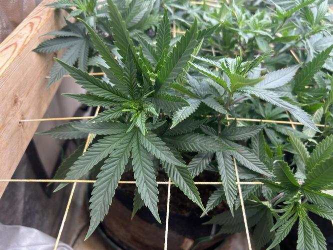 WSE - Sour Diesel. Week 20
