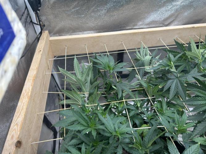 WSE - Sour Diesel. Week 20