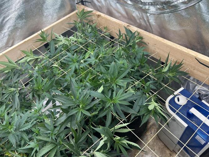 WSE - NYC Diesel. Week 20