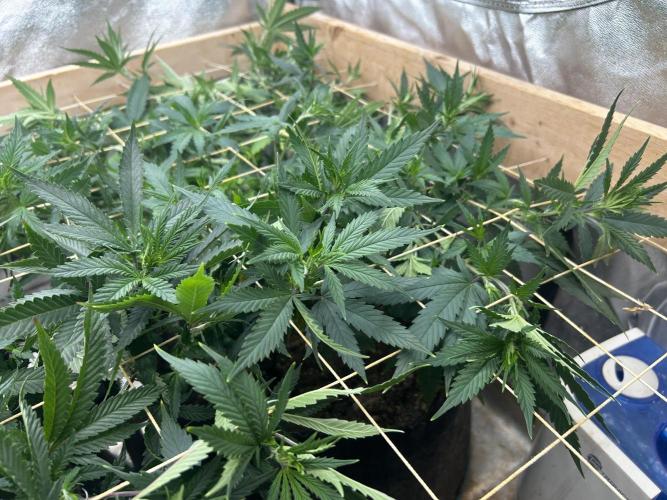 WSE - NYC Diesel. Week 20