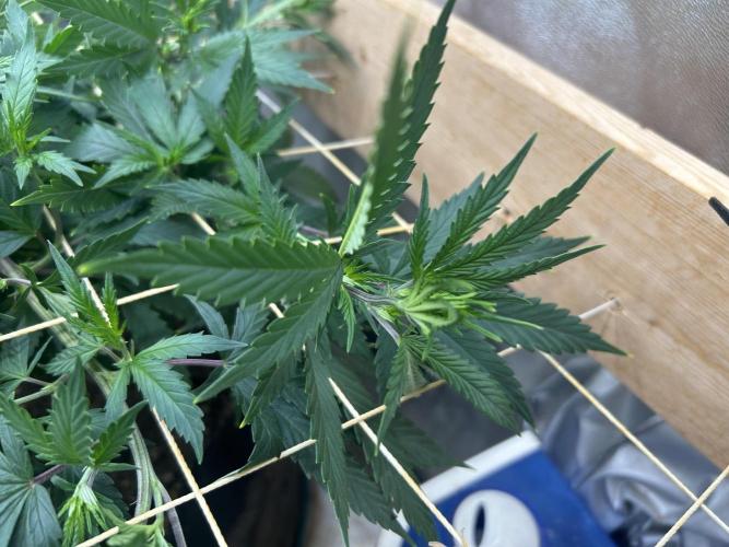 WSE - NYC Diesel. Week 20