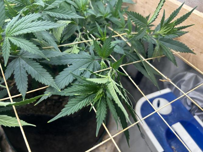 NYC Diesel . Week 20