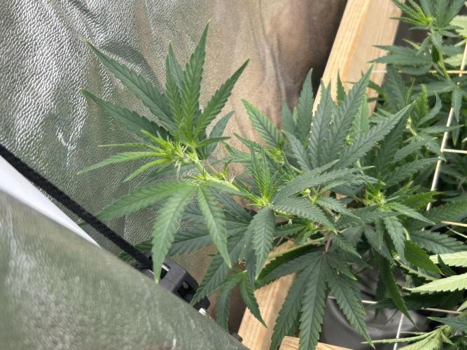 HS - Purple Kush. Week 20