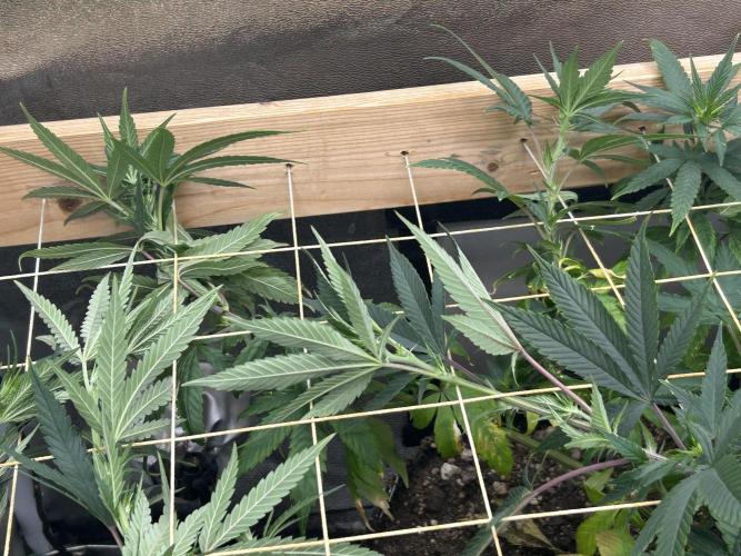 RQS - Tropicana Cookies Purple. Week 19