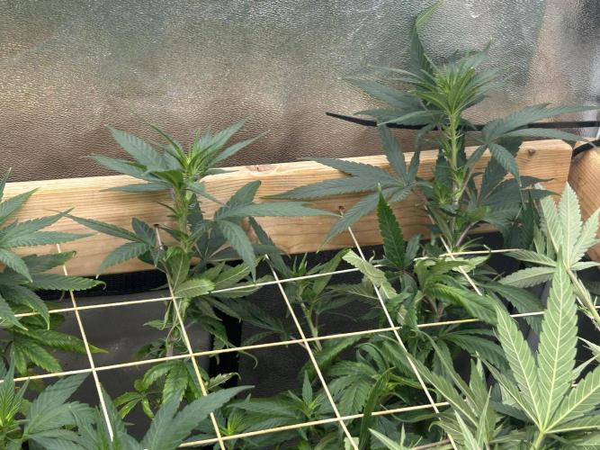 Grow Tent 3'x 3' (36x36x72). Week 19