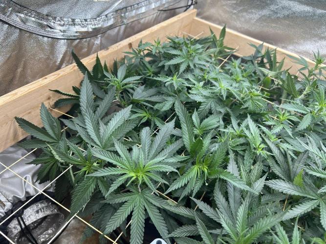 WSE - Sour Diesel. Week 21