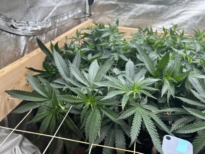 WSE - Sour Diesel. Week 21