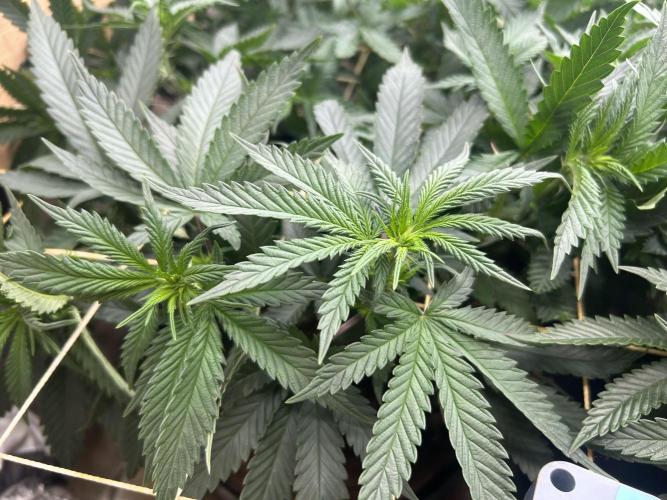 WSE - Sour Diesel. Week 21