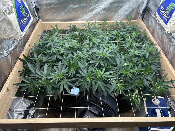 WSE - NYC Diesel. Week 21 - 6/20/26
