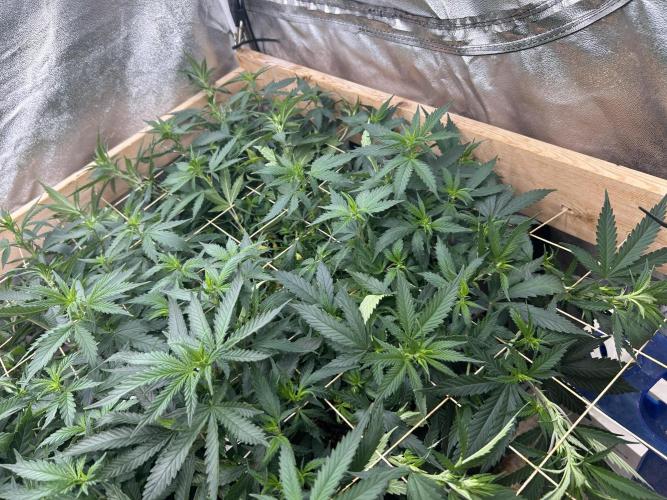 WSE - NYC Diesel. Week 21