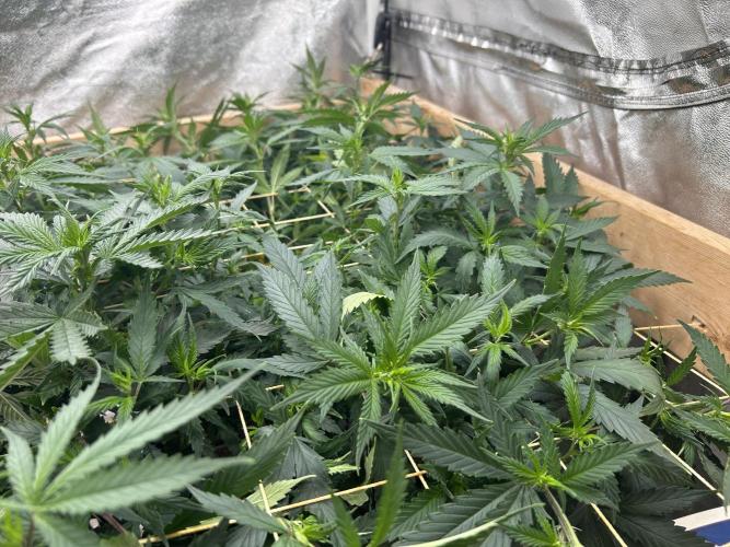 WSE - NYC Diesel. Week 21
