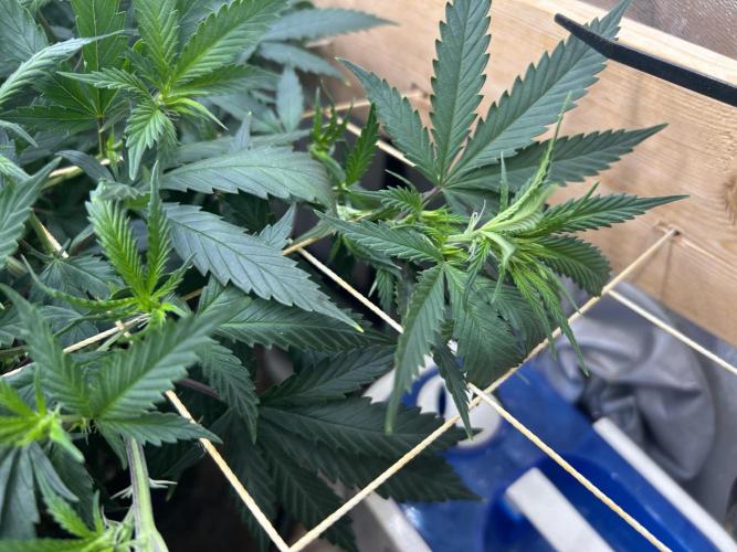 WSE - NYC Diesel. Week 21