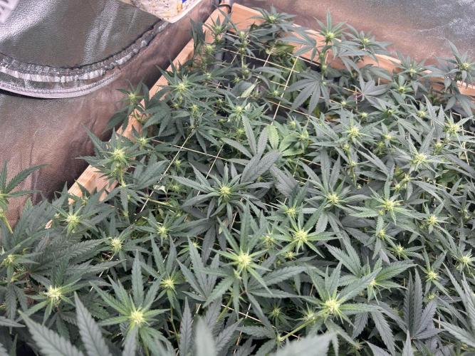 HS - Purple Kush. Week 21