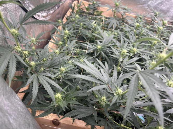 HS - Purple Kush. Week 21