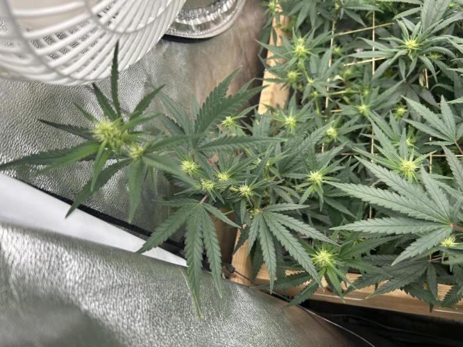 HS - Purple Kush. Week 21