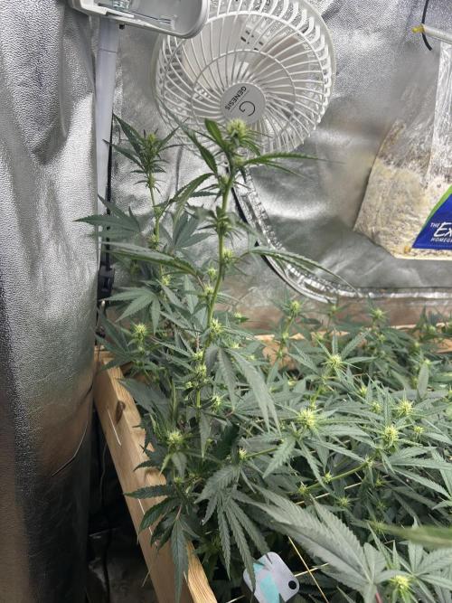 HS - Purple Kush. Week 21