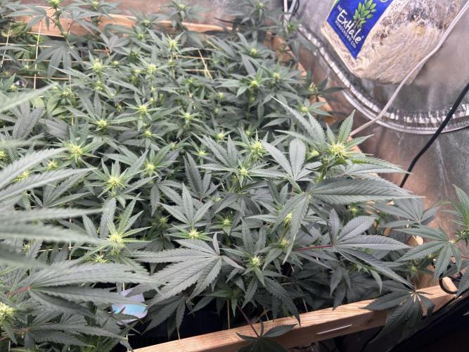 HS - Purple Kush. Week 21