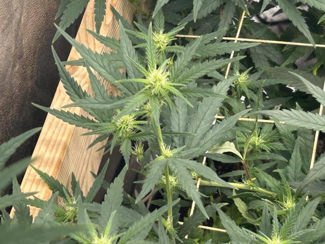 HS - Purple Kush. Week 21