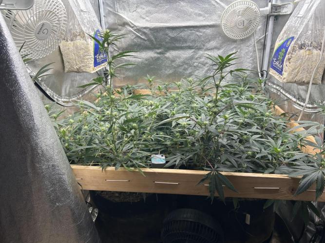 RQS - Gelato 44. Week 19