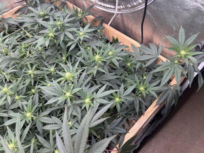 RQS - Gelato 44. Week 19