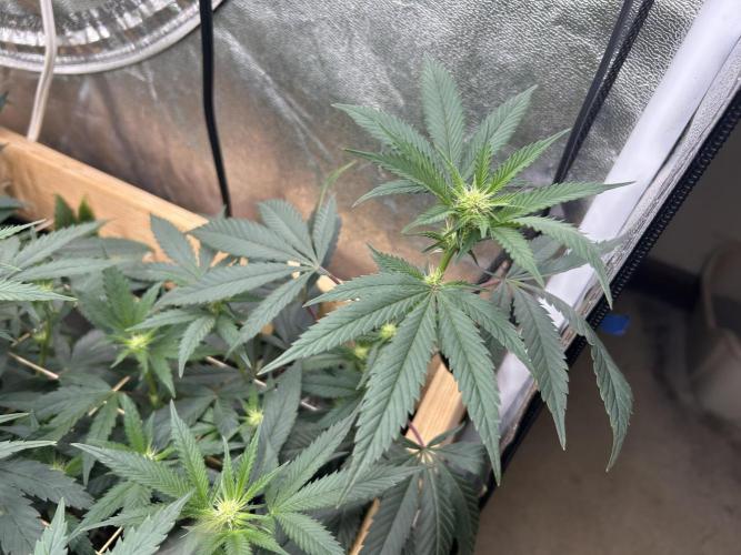 RQS - Gelato 44. Week 19