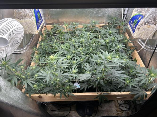RQS - Tropicana Cookies Purple. Week 20 - 6/20/26