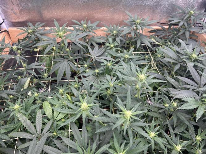RQS - Tropicana Cookies Purple. Week 20