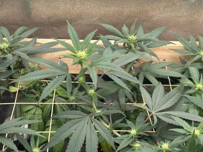 RQS - Tropicana Cookies Purple. Week 20