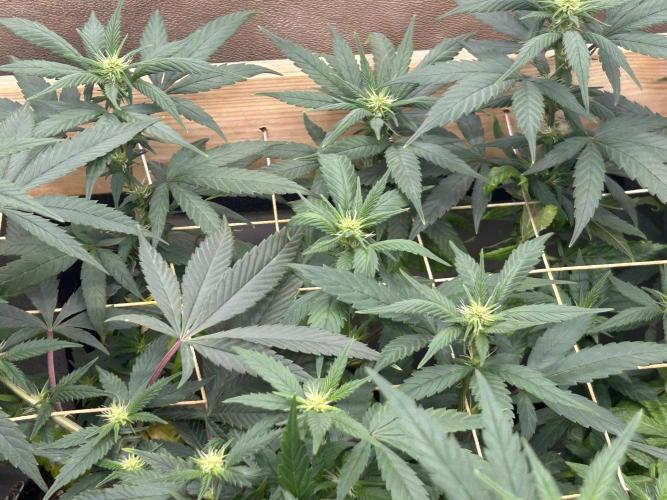 RQS - Tropicana Cookies Purple. Week 20