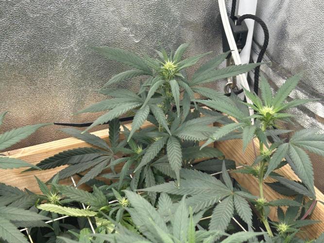 RQS - Tropicana Cookies Purple. Week 20