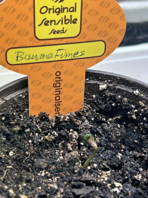 OSS - Banana Fumes. Week 0 - 6/21/26