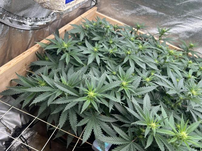WSE - Sour Diesel. Week 22