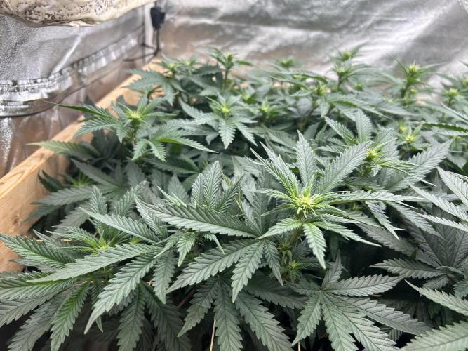 WSE - Sour Diesel. Week 22