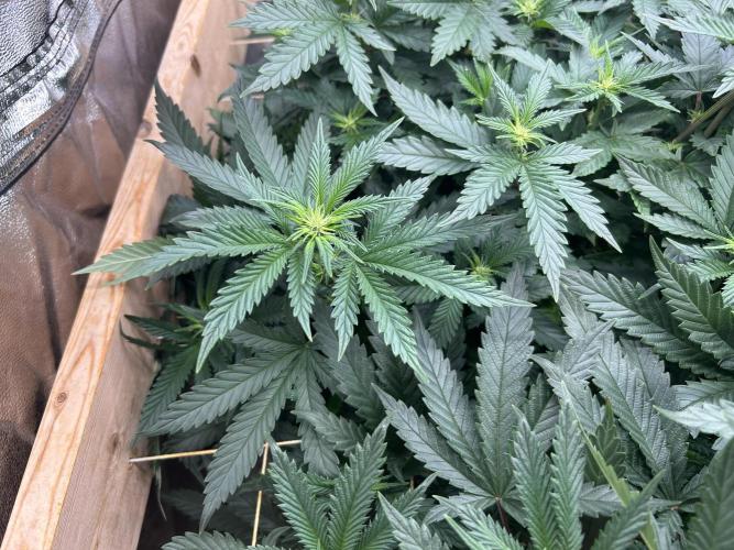 WSE - Sour Diesel. Week 22