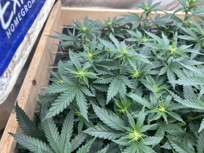 WSE - Sour Diesel. Week 22