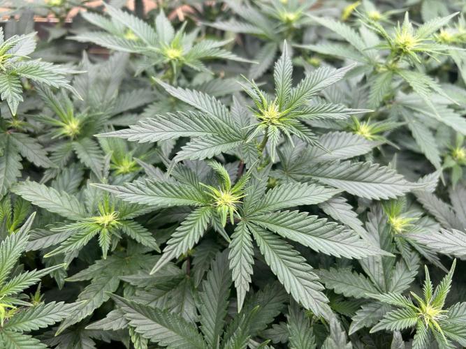 WSE - Sour Diesel. Week 22