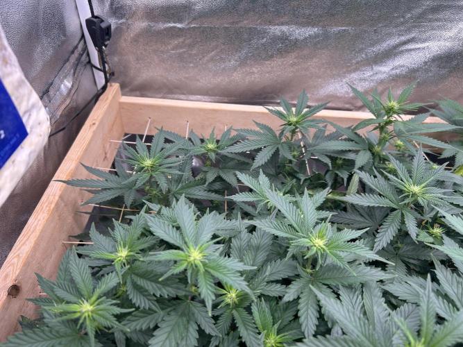 WSE - Sour Diesel. Week 22