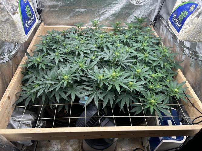 WSE - NYC Diesel. Week 22 - 6/27/26