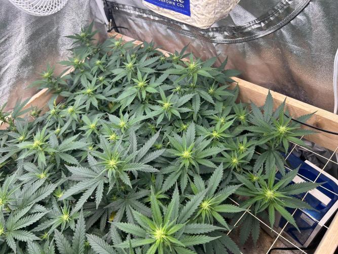 WSE - NYC Diesel. Week 22
