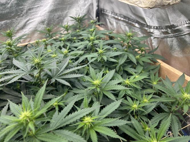 WSE - NYC Diesel. Week 22