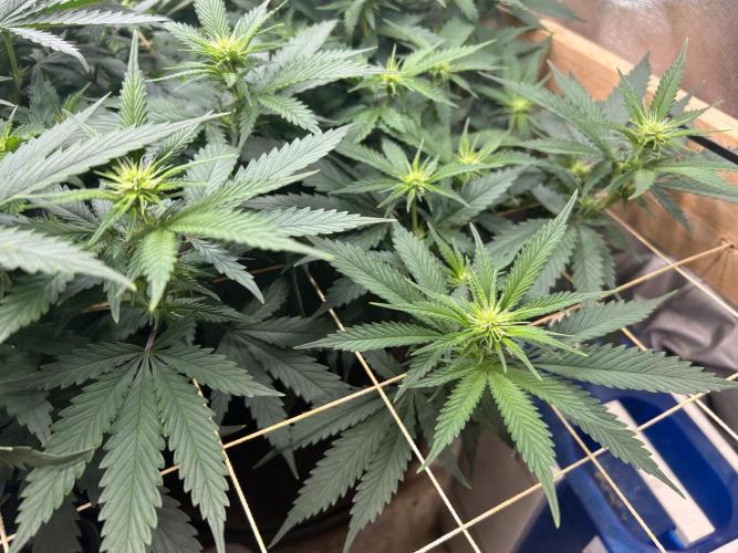 WSE - NYC Diesel. Week 22