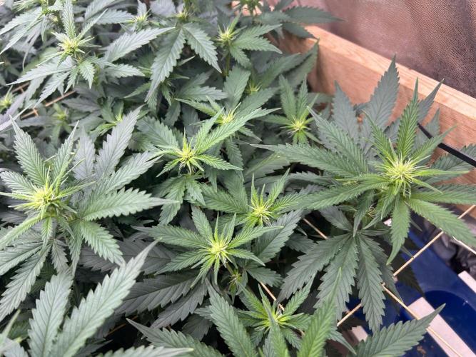 WSE - NYC Diesel. Week 22