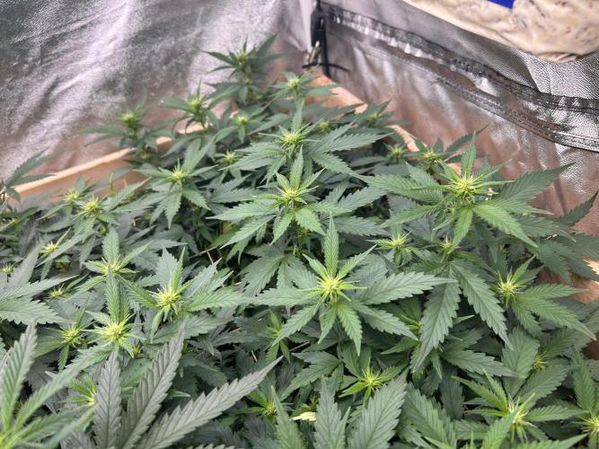 WSE - NYC Diesel. Week 22
