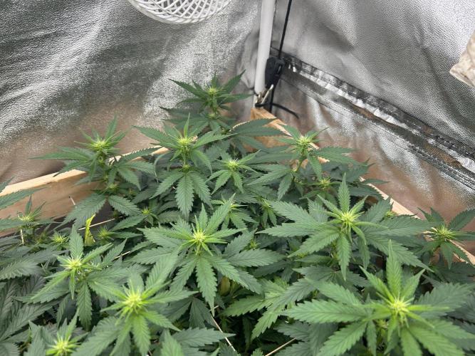 WSE - NYC Diesel. Week 22