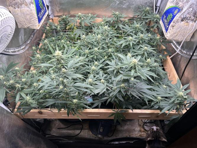 HS - Purple Kush. Week 22 - 6/27/26