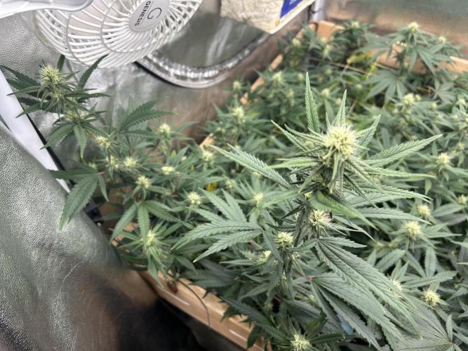 HS - Purple Kush. Week 22