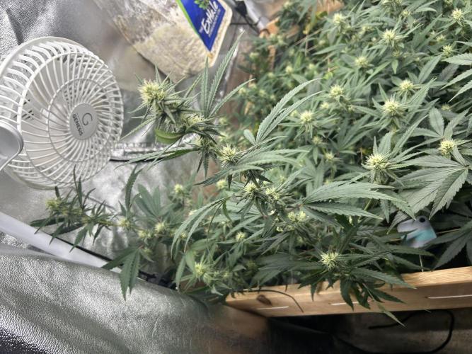 HS - Purple Kush. Week 22
