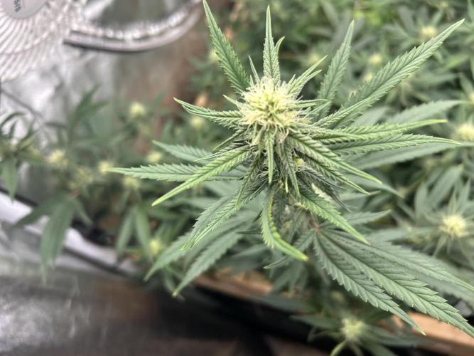 HS - Purple Kush. Week 22