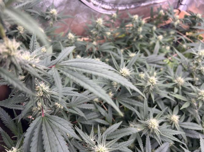 HS - Purple Kush. Week 22